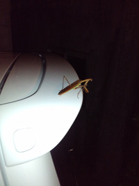 カマキリ 2010/10/13 00:13:59