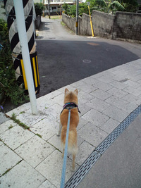病院へ行く　柴犬レオ 2010/10/12 23:58:40