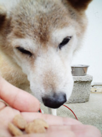世界バレー 祝 銅メダル！！と柴犬レオ 2010/11/15 20:43:08