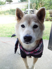 その後　柴犬レオ