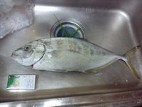 お魚ごちそうさまでした 2011/05/17 11:26:18