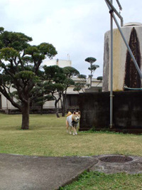 うろうろ　柴犬レオ 2011/01/07 01:51:49