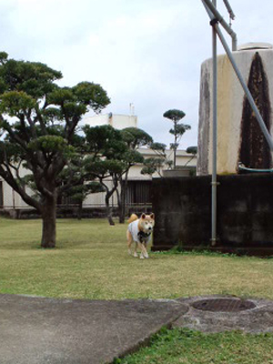 うろうろ柴犬レオ