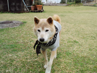うろうろ柴犬レオ