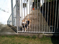 柴犬レオの見送り 2010/02/14 02:31:56