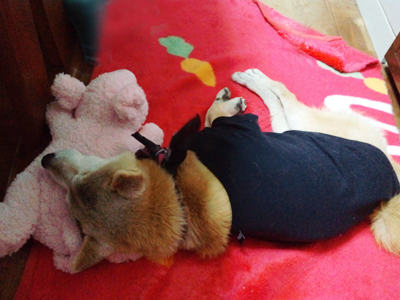 柴犬レオ