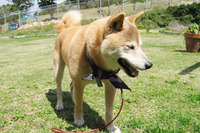 ちょっと若かりし柴犬レオ 2010/11/11 22:11:09