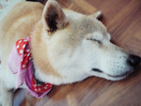 眠気との戦い　柴犬レオ 2010/08/09 12:17:43