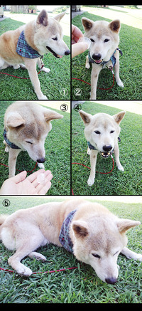 暑いですね　柴犬レオ 2010/08/23 19:58:36