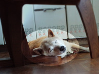 お昼寝用枕？！　柴犬レオ 2010/09/21 21:55:44