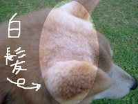 柴犬レオおじいちゃん 2010/03/05 23:48:23
