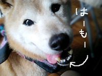 はーもー 2010/03/06 16:43:55