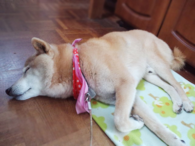 柴犬レオ