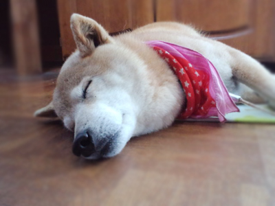 柴犬レオ
