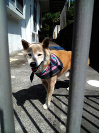 見送り　柴犬レオ 2010/10/16 14:24:06
