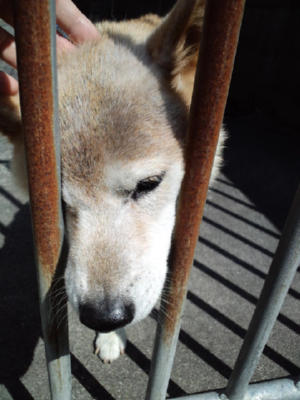 柴犬レオ