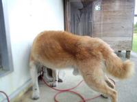 足腰対策　柴犬レオ 2010/10/25 21:43:37