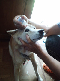 朝の目薬　柴犬レオ 2010/10/26 20:18:51