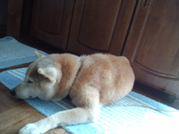 今日もうとうと　柴犬レオ