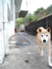 柴犬レオ　お風呂に入る 2010/11/16 23:00:00