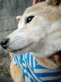 アレルギー柴犬レオ 2010/12/12 03:47:24