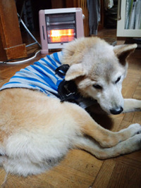 詰まらせた　柴犬レオ 2010/12/21 02:46:07