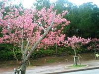 遅めの桜見 2010/02/12 03:29:30