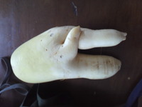 しっぽ…？ 2012/11/18 23:20:54