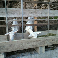 かわいこちゃん♪♪ 2012/11/15 15:32:30