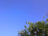 青い空と島菜 2012/12/22 00:57:05