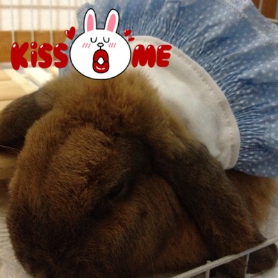 キョロたん♪捻挫？骨折・・疑惑。。。＞＜；