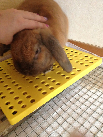 ※緊急！！うさぎの里親募集です。