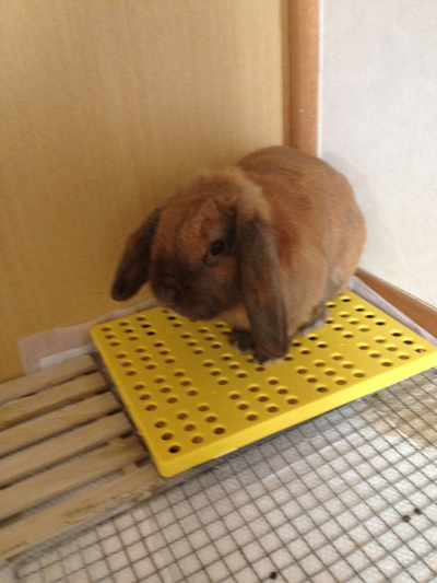 ※緊急！！うさぎの里親募集です。