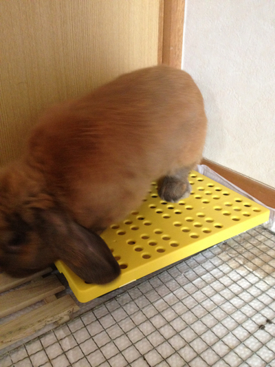 ※緊急！！うさぎの里親募集です。