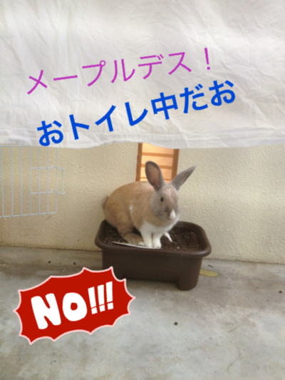 メプメプ♪