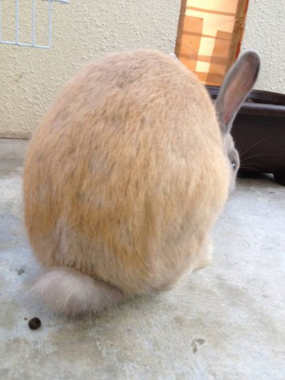 スマホうさピョン♪。