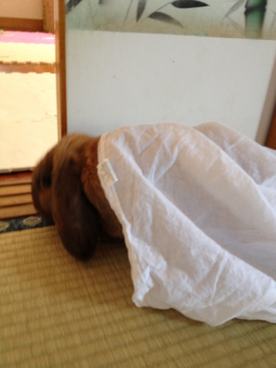 シーツで遊ぶウさ☆