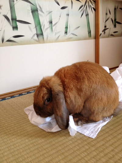 シーツで遊ぶウさ☆