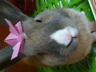 ウサぴょん♪折り紙カブト試着会♪