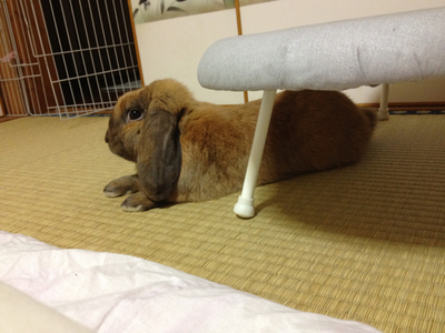 怪しいルー♪