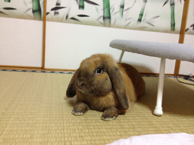 怪しいルー♪