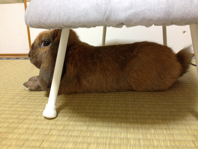 怪しいルー♪