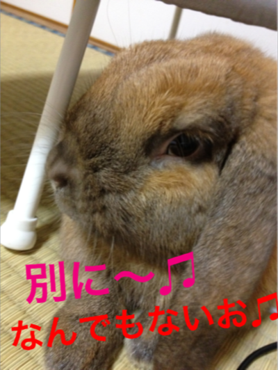 怪しいルー♪