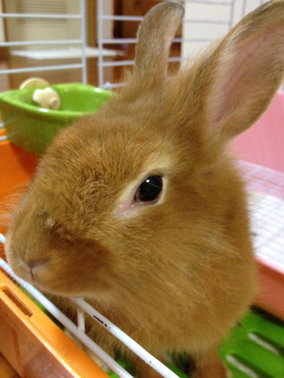 メープル、キョロ、お引越し☆