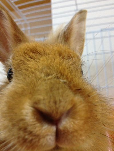 メープル、キョロ、お引越し☆