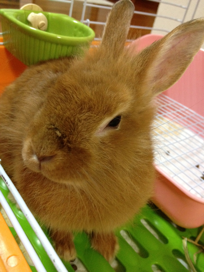 メープル、キョロ、お引越し☆