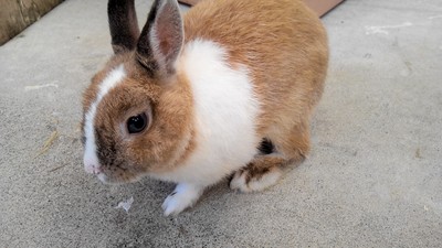 ウサギ通信～３