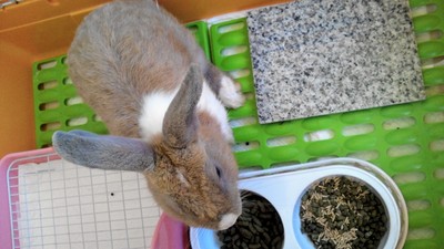 ウサギ通信～