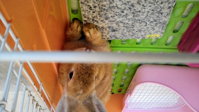 ウサギ通信～