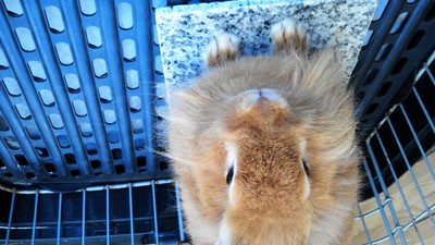 ウサギ通信～